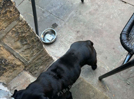 Pug