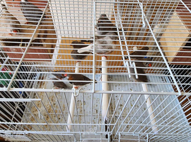 Male and female