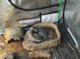 Black and white Argentine tegu