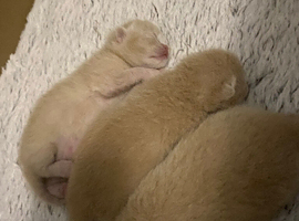 British Shorthair Kittens