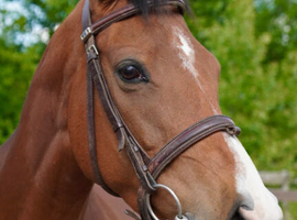 Stunning 15.3h 8 year old bright bay thoroughbred mare for breeding loan.