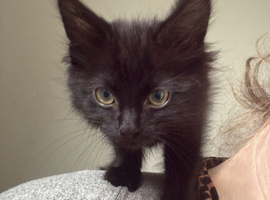 9 week old kitten/s