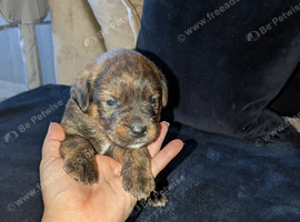 Boxer x Rottweiler puppies