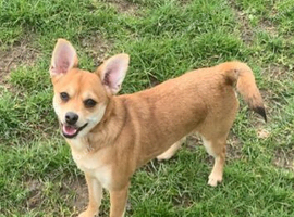 Girl ready for a loving home