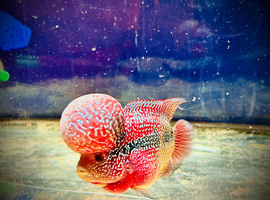 Flowerhorn fish for sale