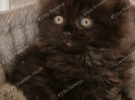 Male kitten British Longhair