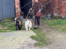 Pygmy goats