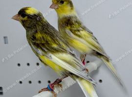 Beautiful pair of jaspe raza canaries for sale
