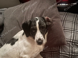 Cockerjack to a good home