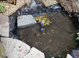 Pond critters wanted.