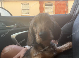 Wire-Haired Dachshund