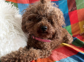 Asian toy poodle girl 3 year old