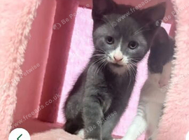 Grey and white male kitten