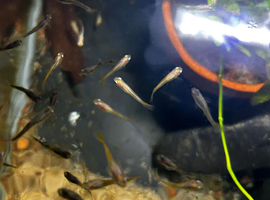 HAMPSHIRE UK ONLY Guppy 90 days old