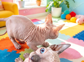 STUNNING CANADIAN SPHYNX BOYS