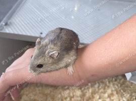 Hamster
