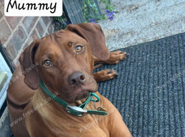 Rhodesian ridgeback looking for their forever homes