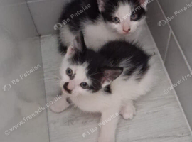 2 adorable sibling Kittens