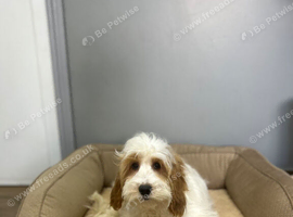 Bambi 2 f1 cockapoo girls ready for a sofa
