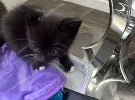 Kittens for sale