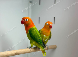 Love birds