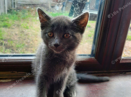 2 kittens