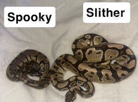 3 beautiful snakes looking for homes