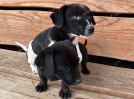 2 beautiful jackshund boys for sale