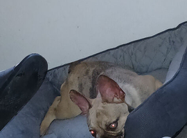 4month old french bulldog