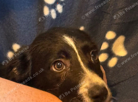 Collie x Huntaway puppies
