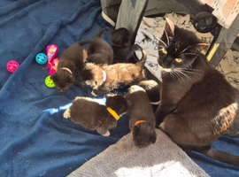 Kittens for sale