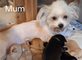 Stunning Shih Tzu puppies looking for Forever Homes