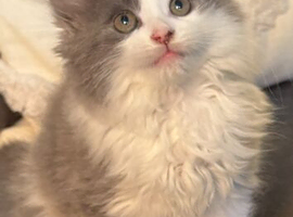Fluffy grey and white male kitten