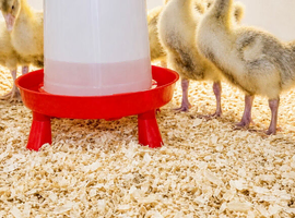 OFF HEAT GOSLINGS