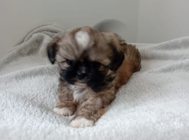 Beautiful Female Shih Tzu Puppy
