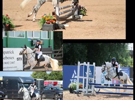 13hh dapple grey pony