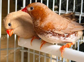 Triple orange breeding pair zebra finch