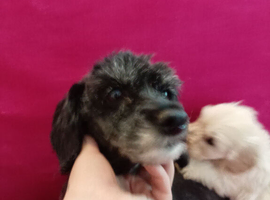 Toy poodles