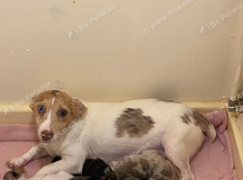 I have Some chihuahua cross jack pups