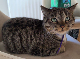Cleo - in need of rehome.