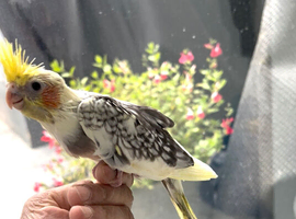 Six month old cocktail