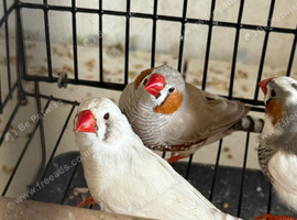 Male zebra finches!
