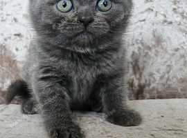 3 pedigree British blue shorthairs kittens