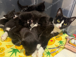 6 beautiful kittens