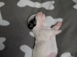 Puppies looking forever home