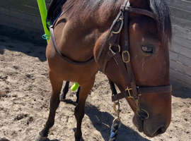Mare thoroughbred