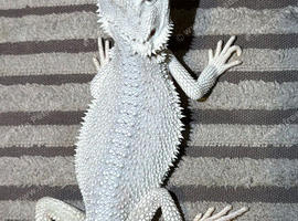 Bearded dragons and Viv set up