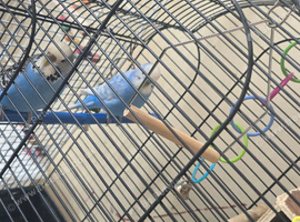 Bird cage for sale liverpool