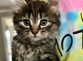 Siberian kitten