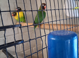 Lovebird